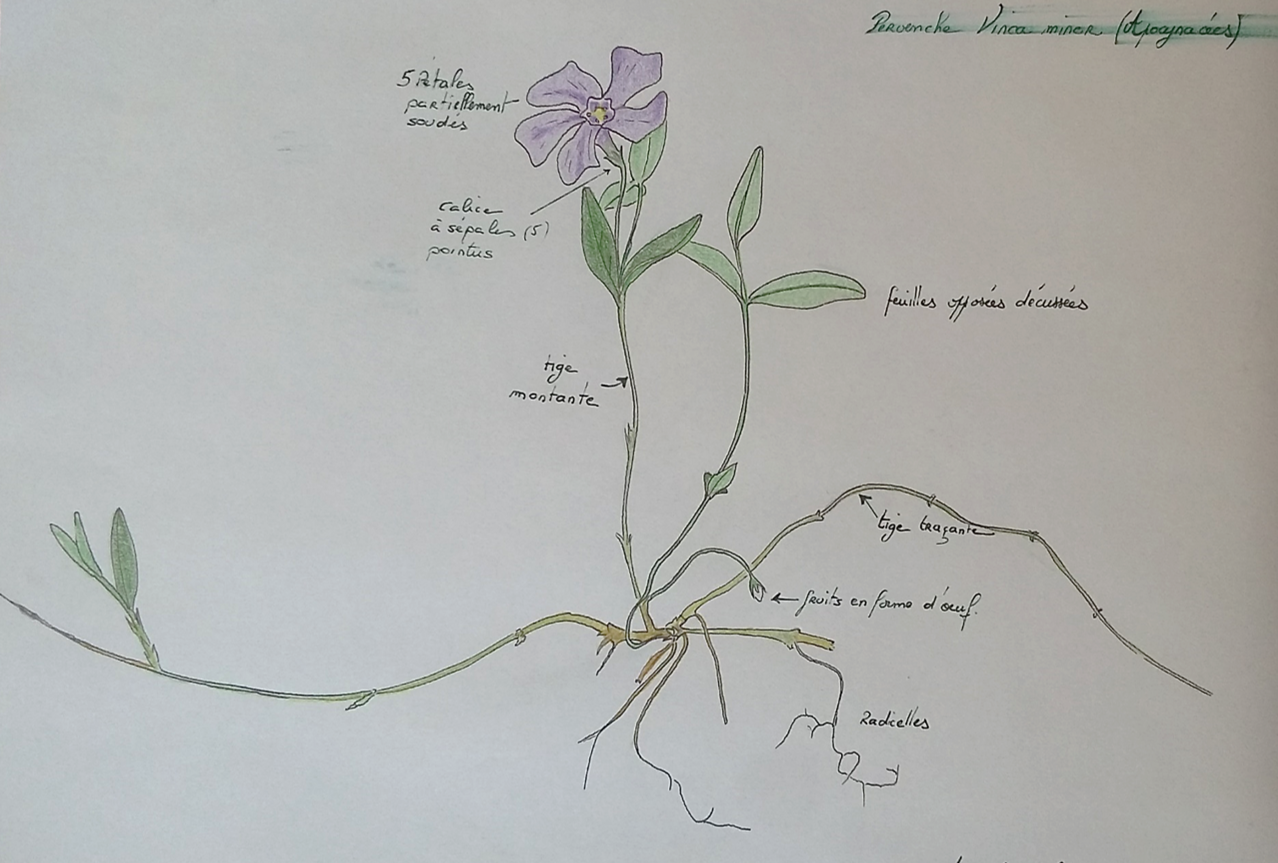 Dessin de la petite pervenche