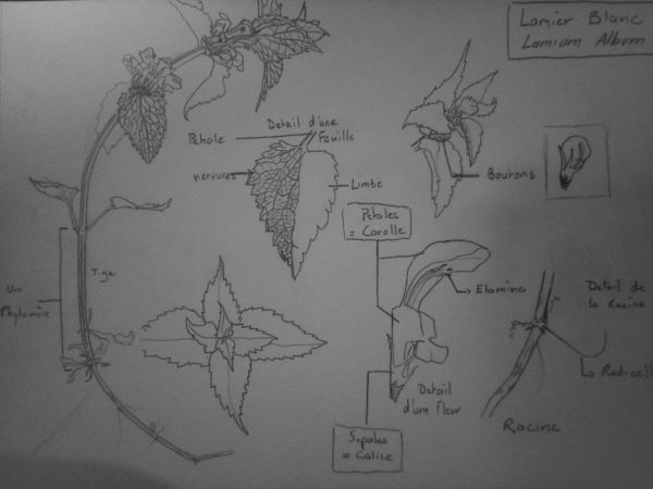 Dessin de Lamium Album