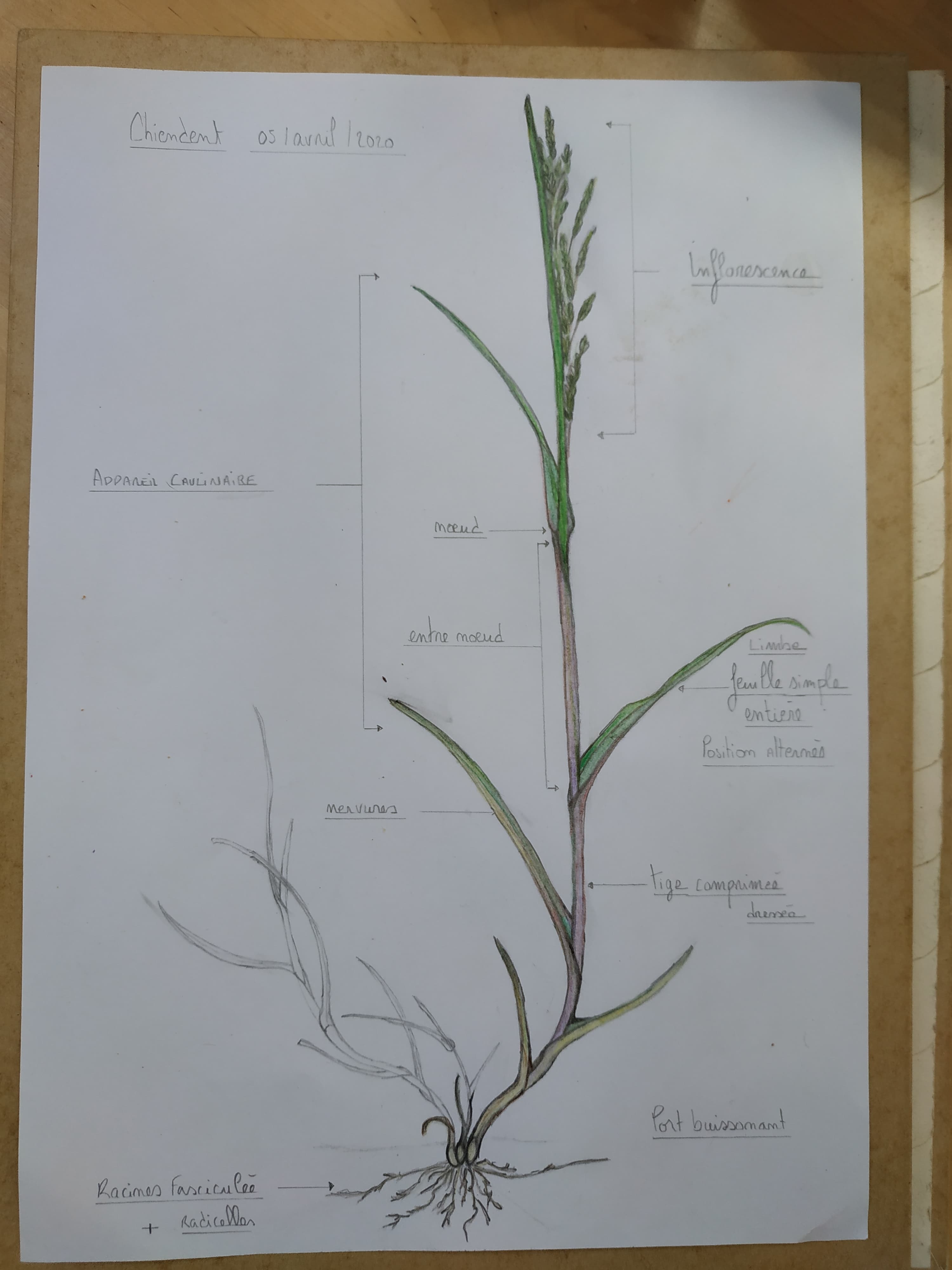 Chiendent drôme 03/04/2020