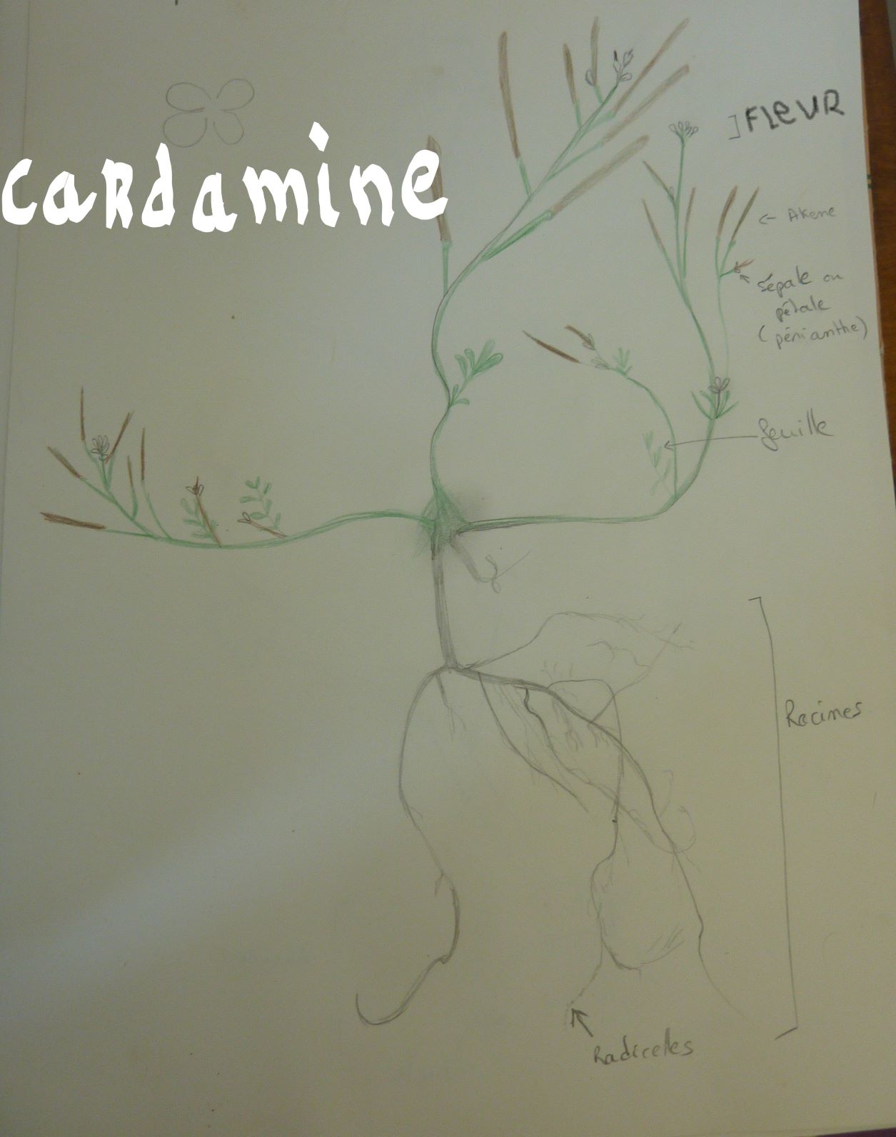 cardamine
