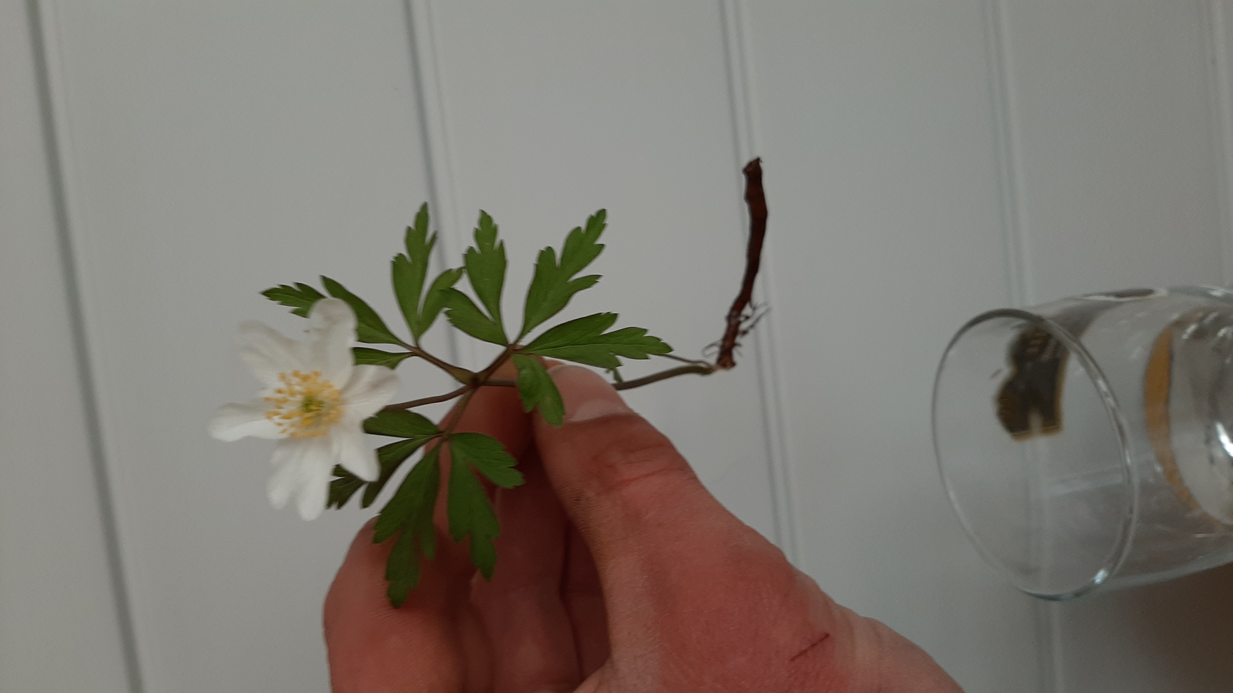 Anémone sylvie déracinée