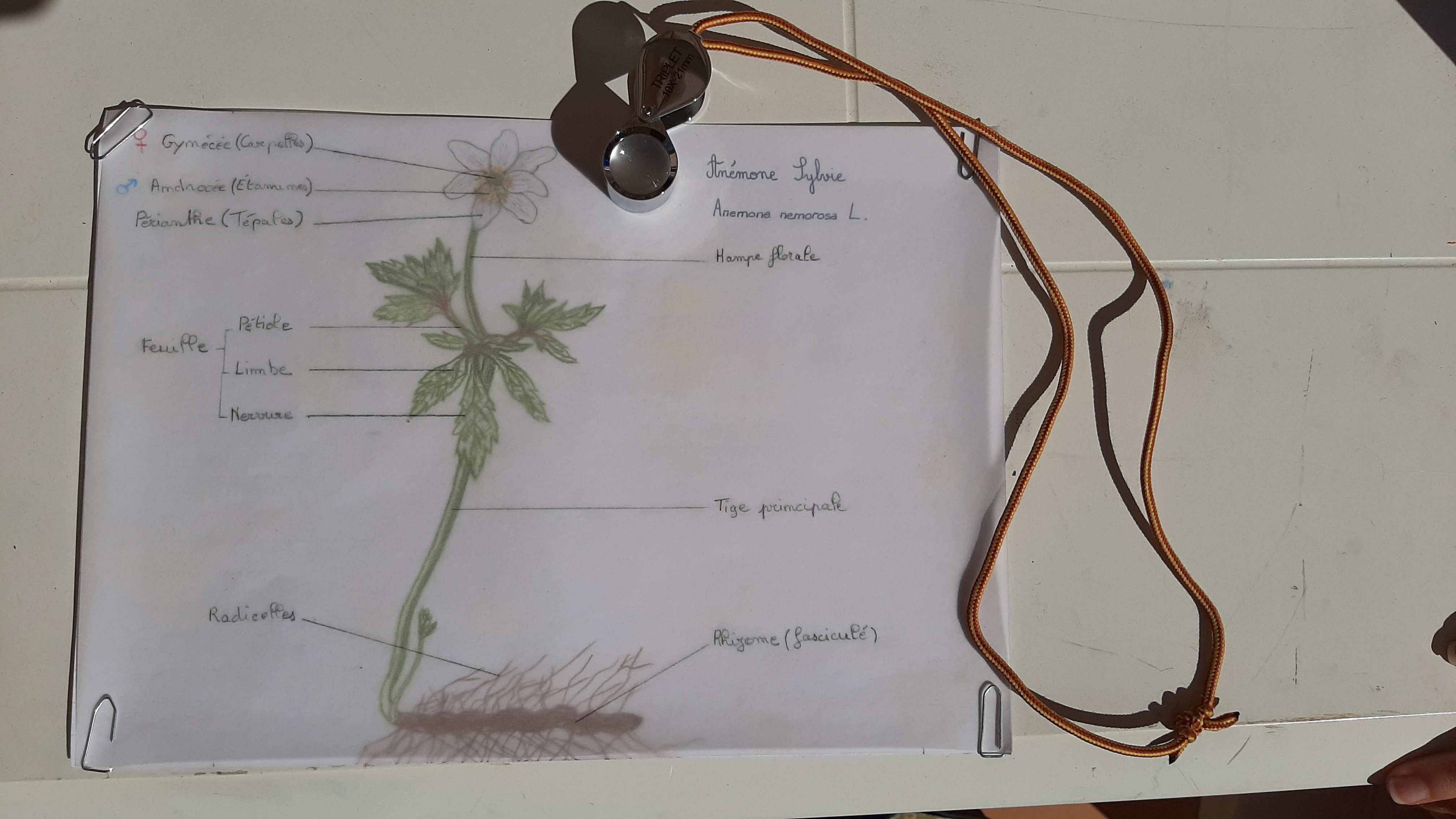 schema anémone sylvie