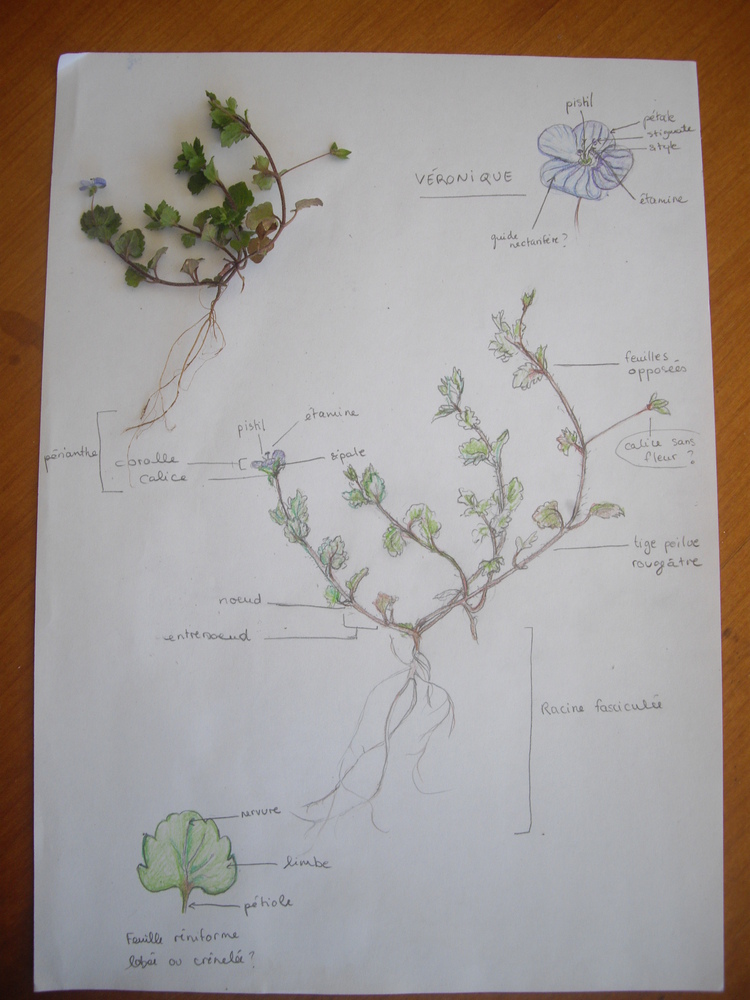 dessin d'une véronique à fleur bleue