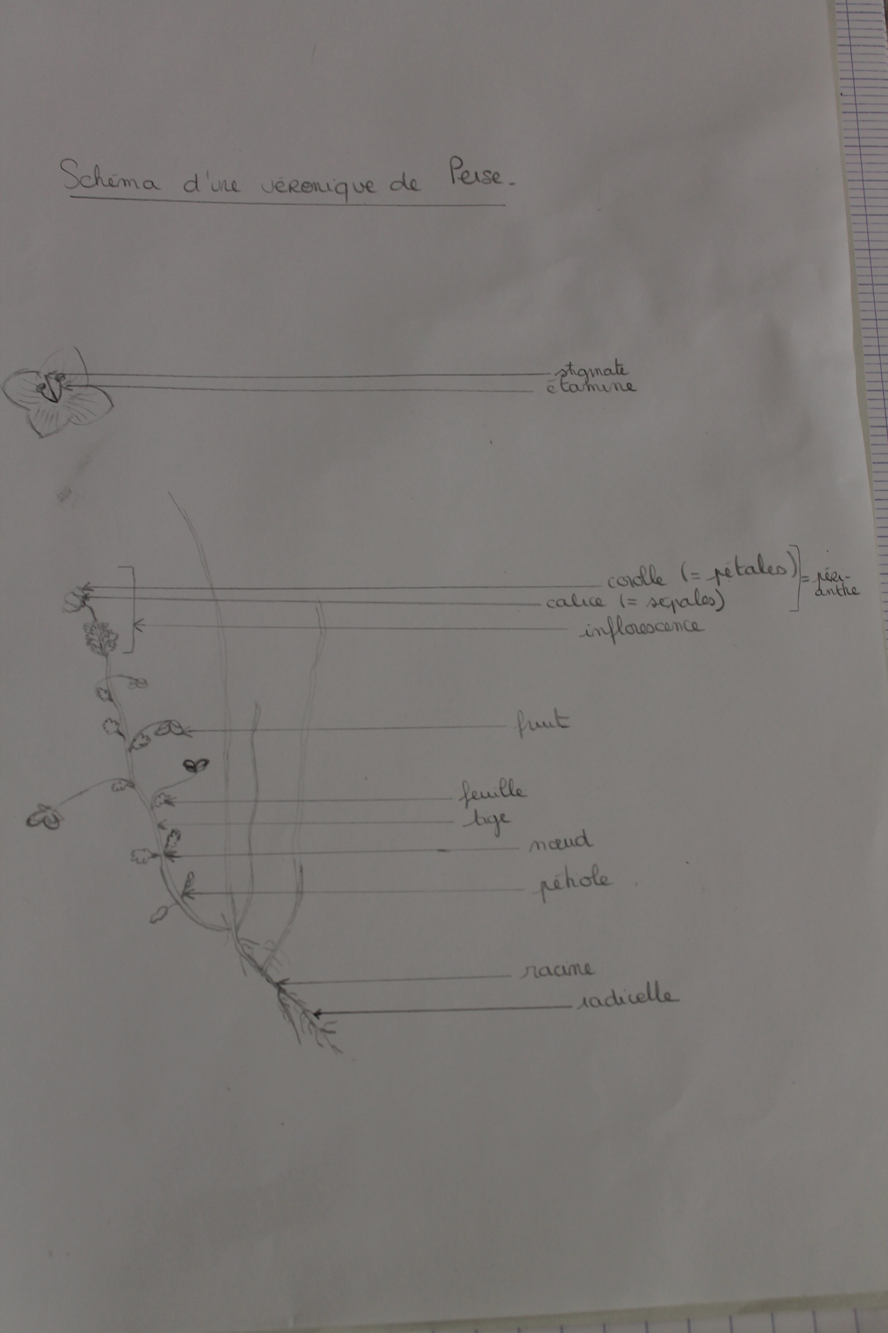 Schéma d'une véronique de Perse