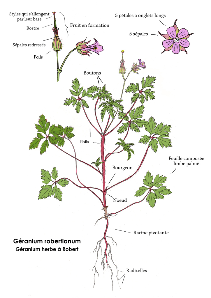 Géranium Robertianum