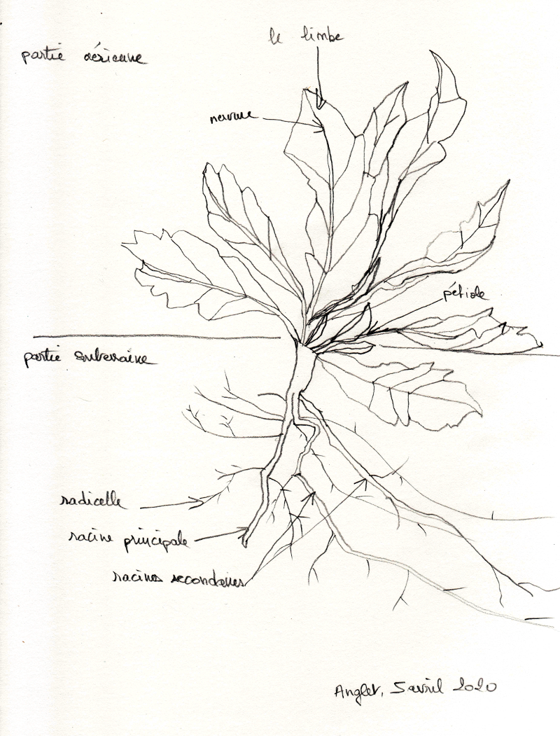 plante sauvage, racine pivotante, feuilles aux pétioles larges insérés sur la tige