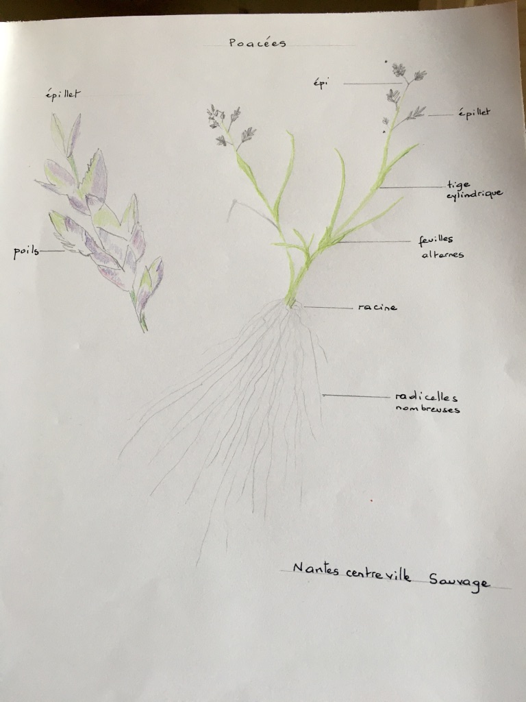 chiendent ?poussée dans ma gouttière
