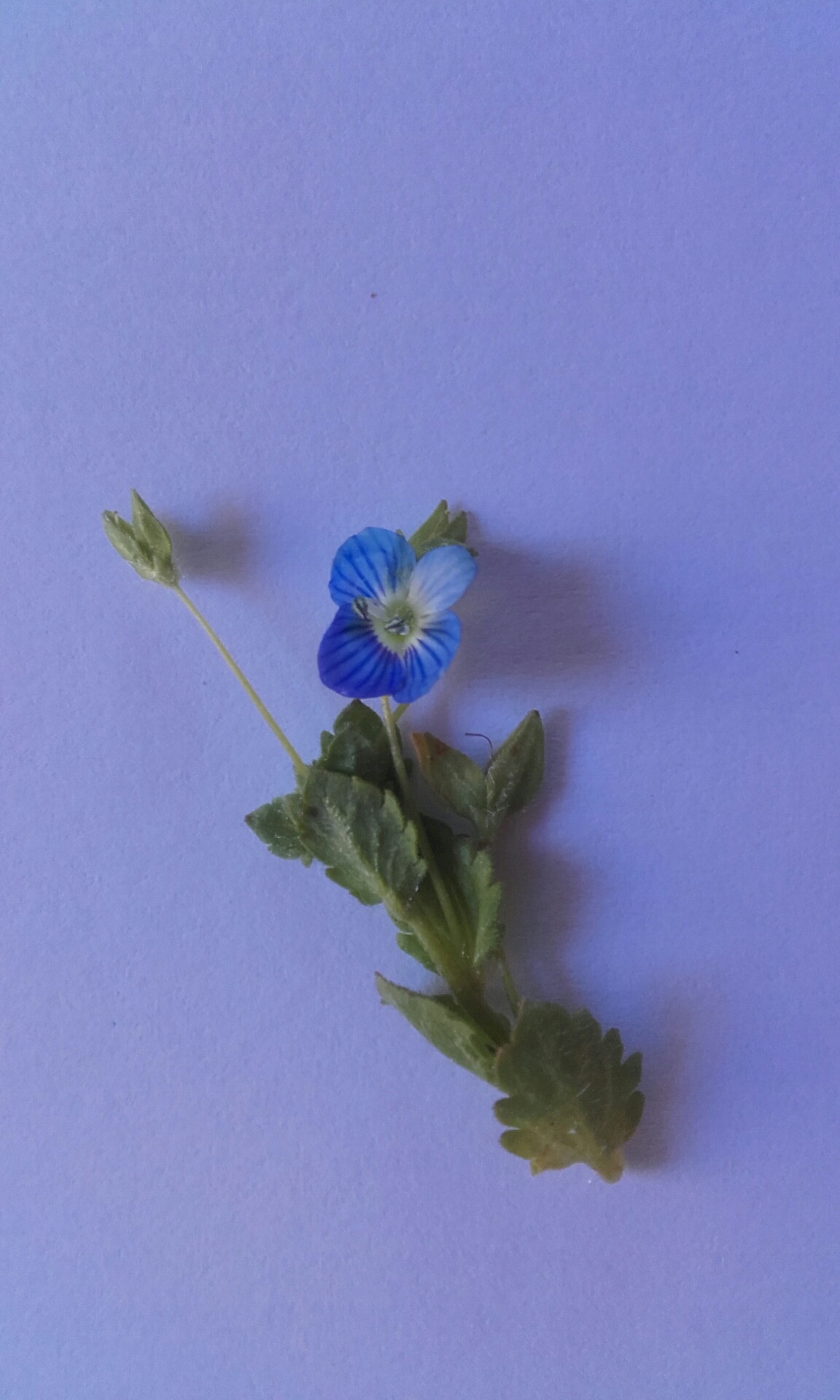 dessin veronique fleur