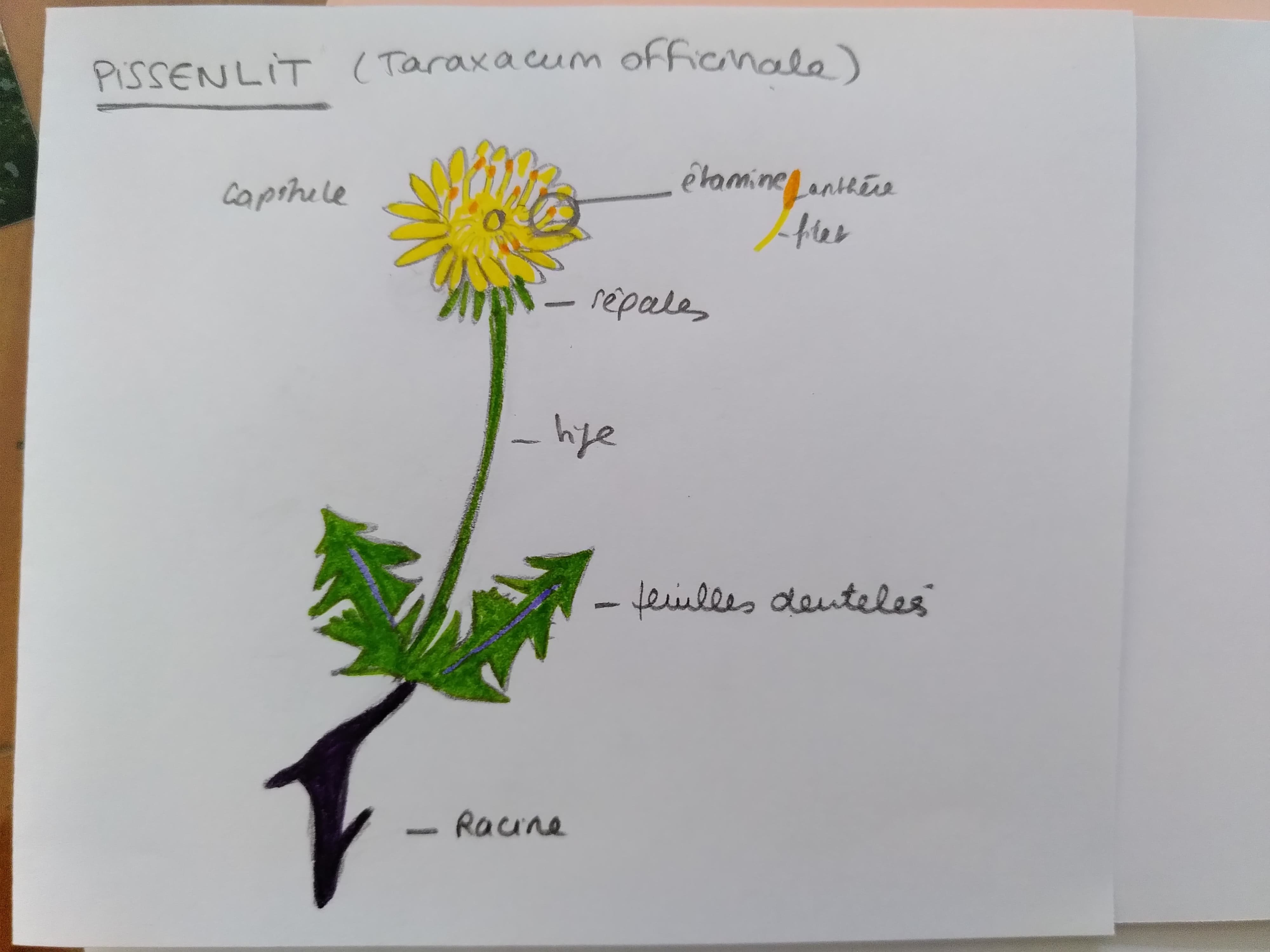 pissenlit