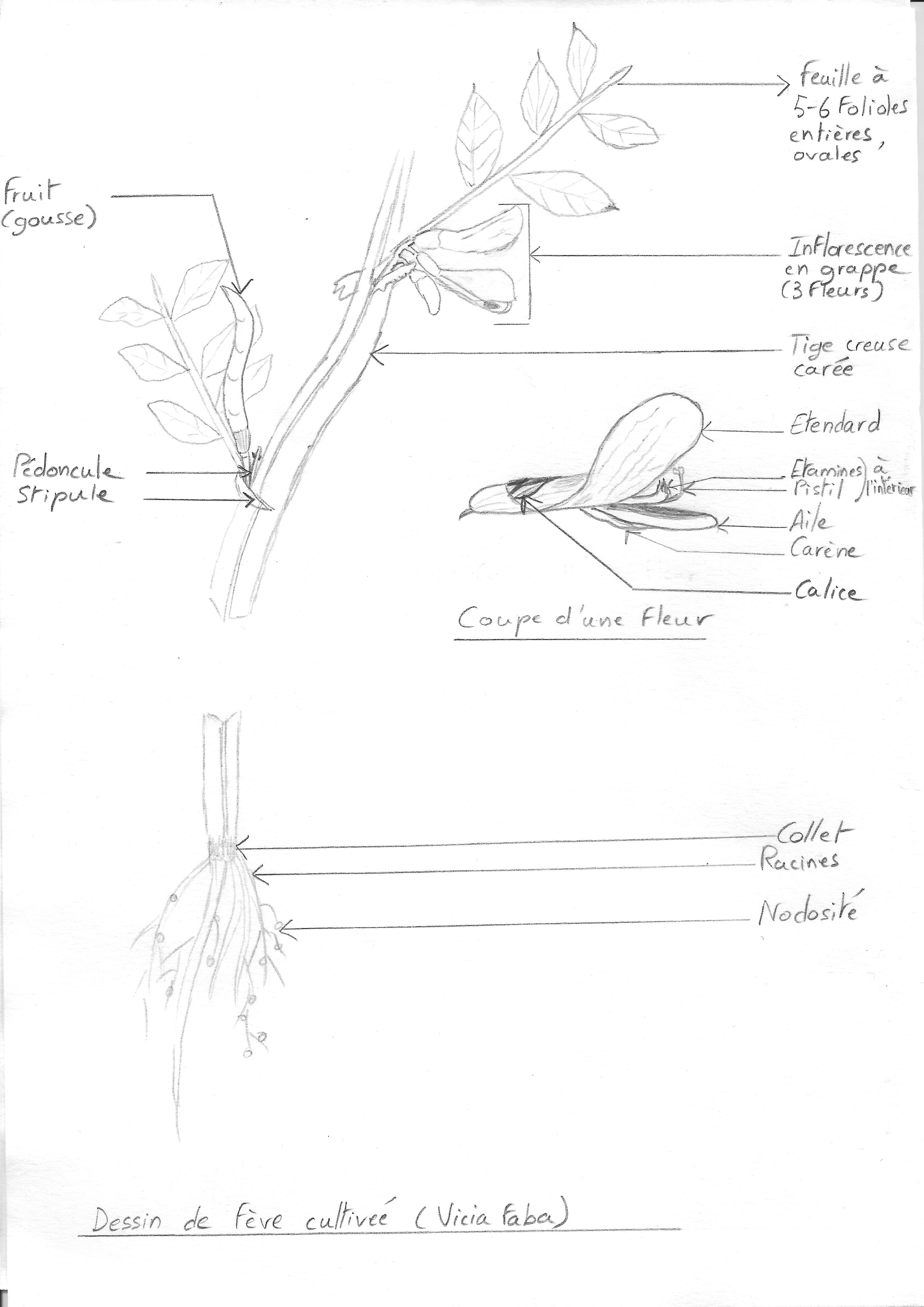 Dessin de fève cultivée