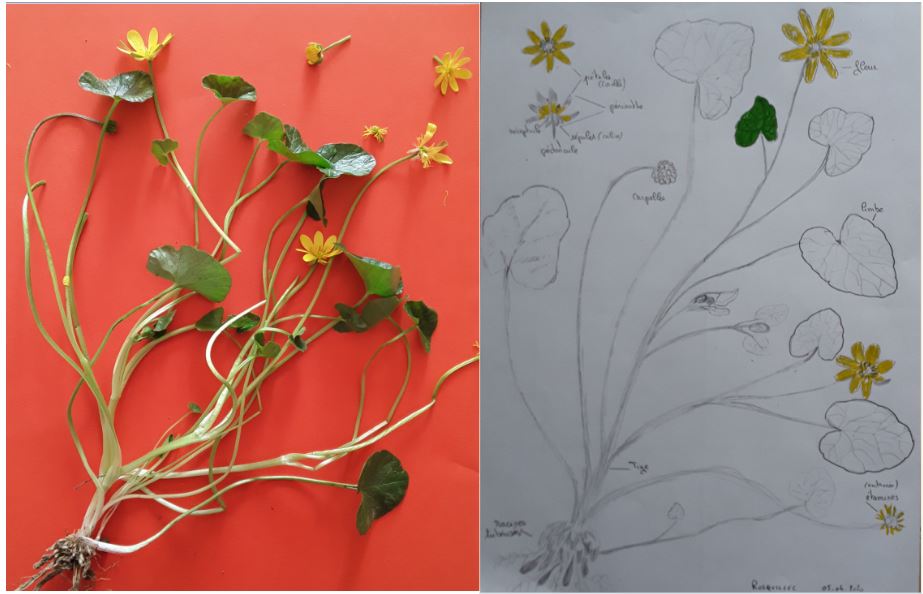 Fausse reconcule photo & dessin