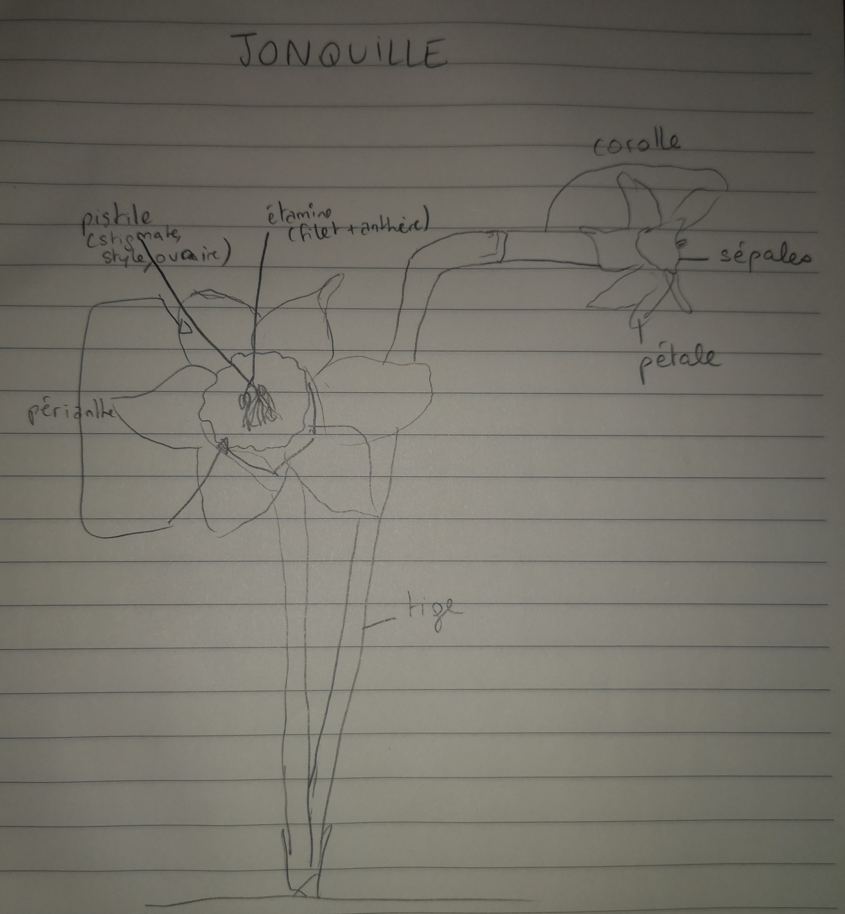 jonquille