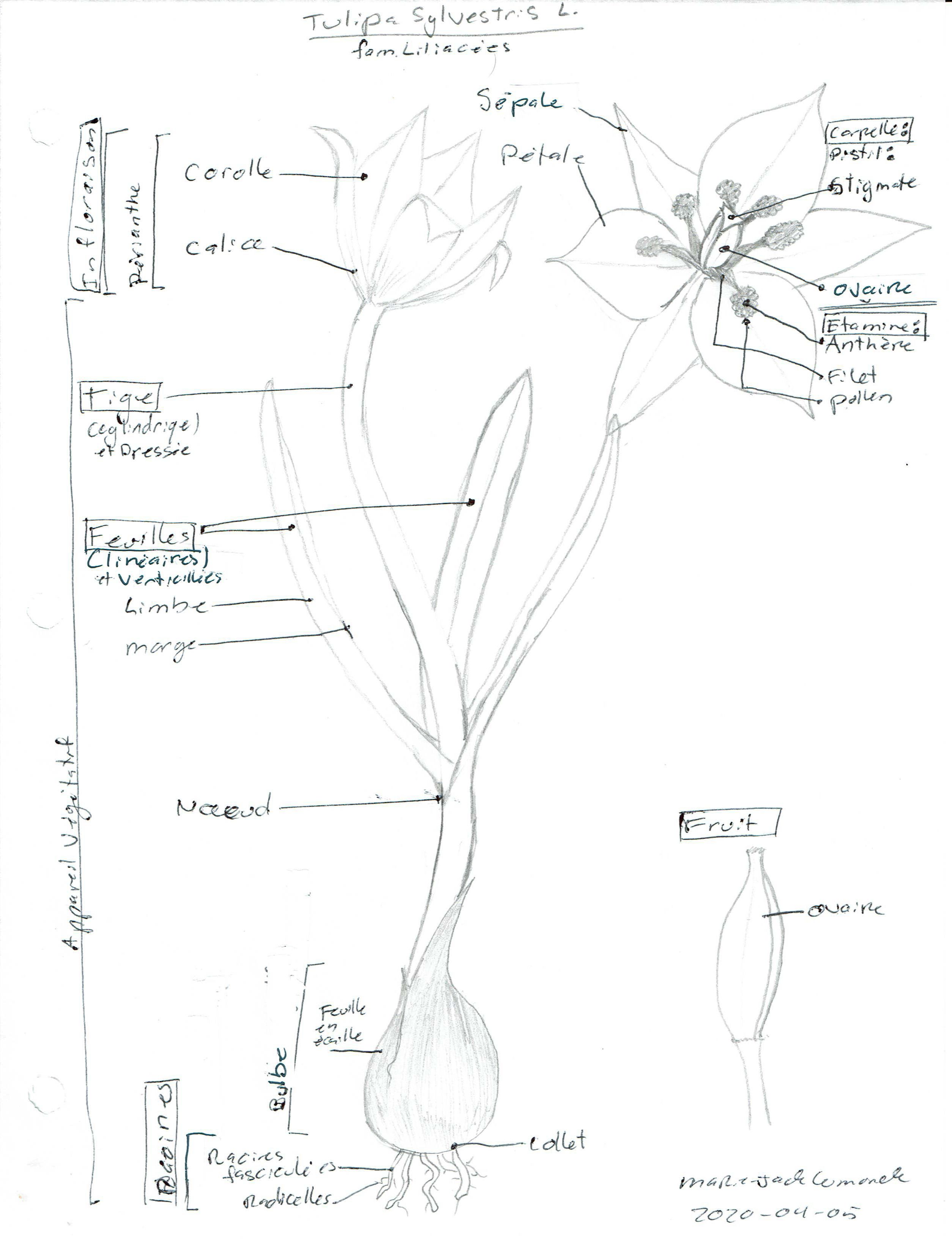 Tulipa sylvestris - dessin