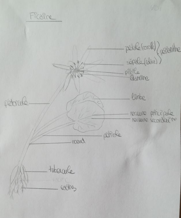 Dessin annoté d'une Ficaire