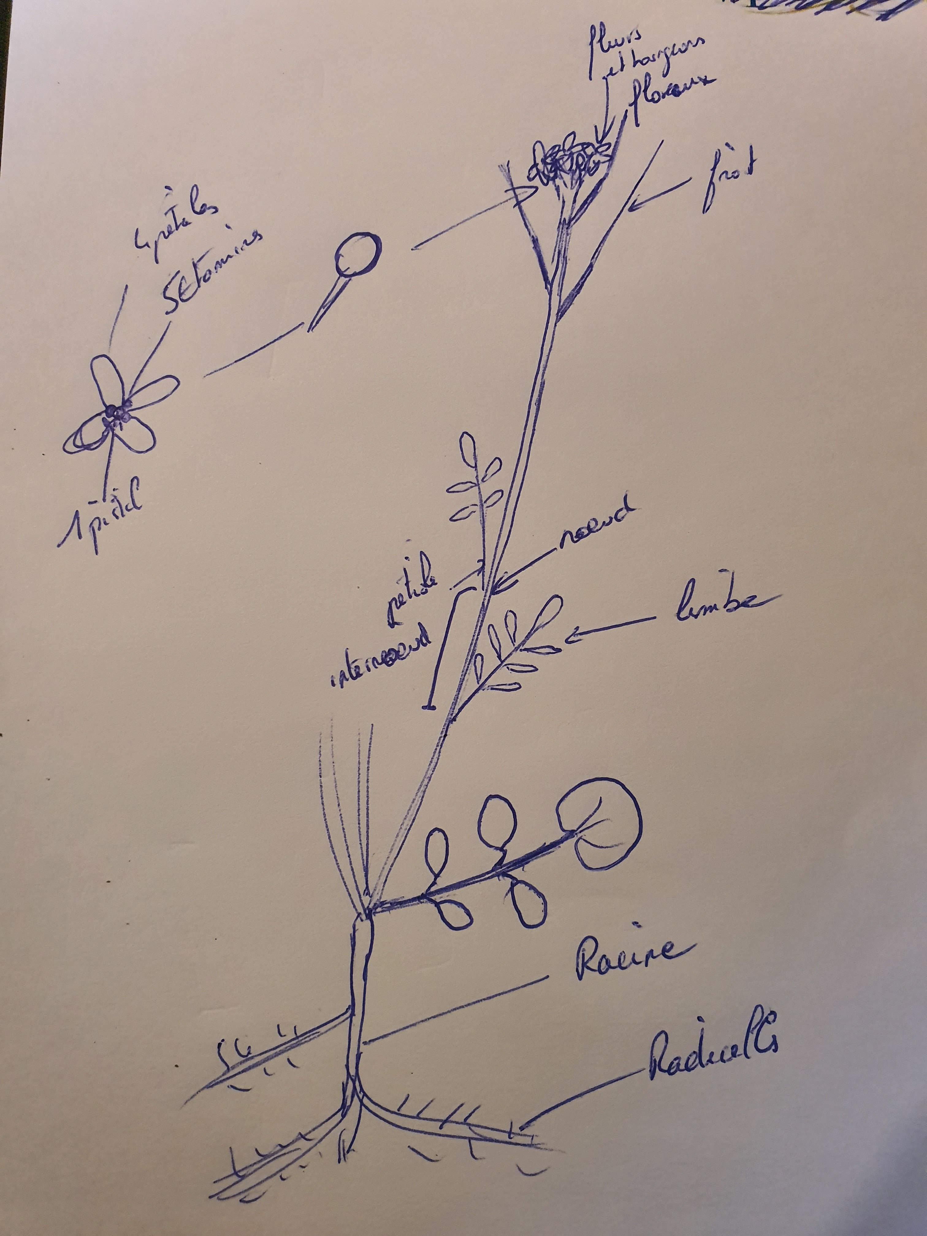 Dessin Cardamine hérissée