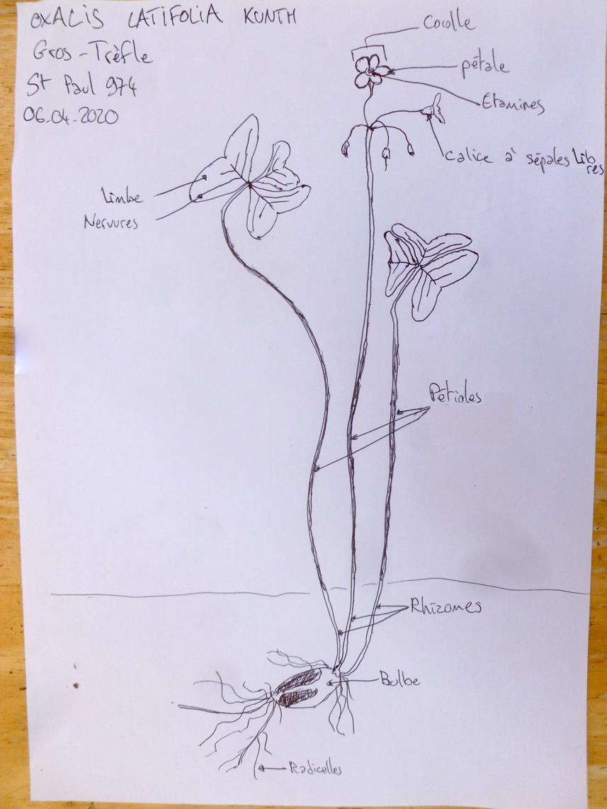 Oxalis latifolia Kunth