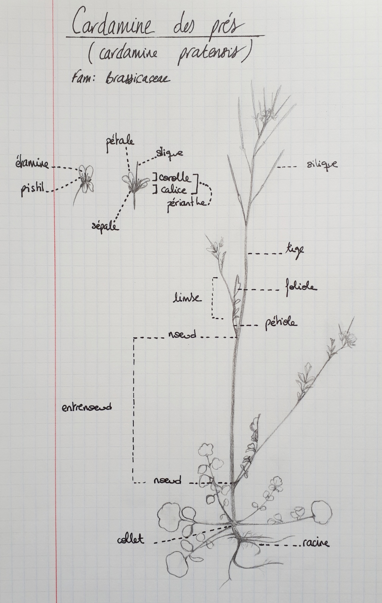 Dessin d'une cardamine pratensis