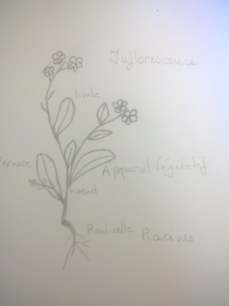 Dessin d'un plant de myosotis