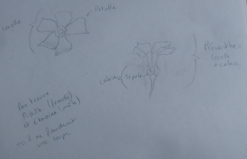 Dessin inflorescence Grande Pervanche