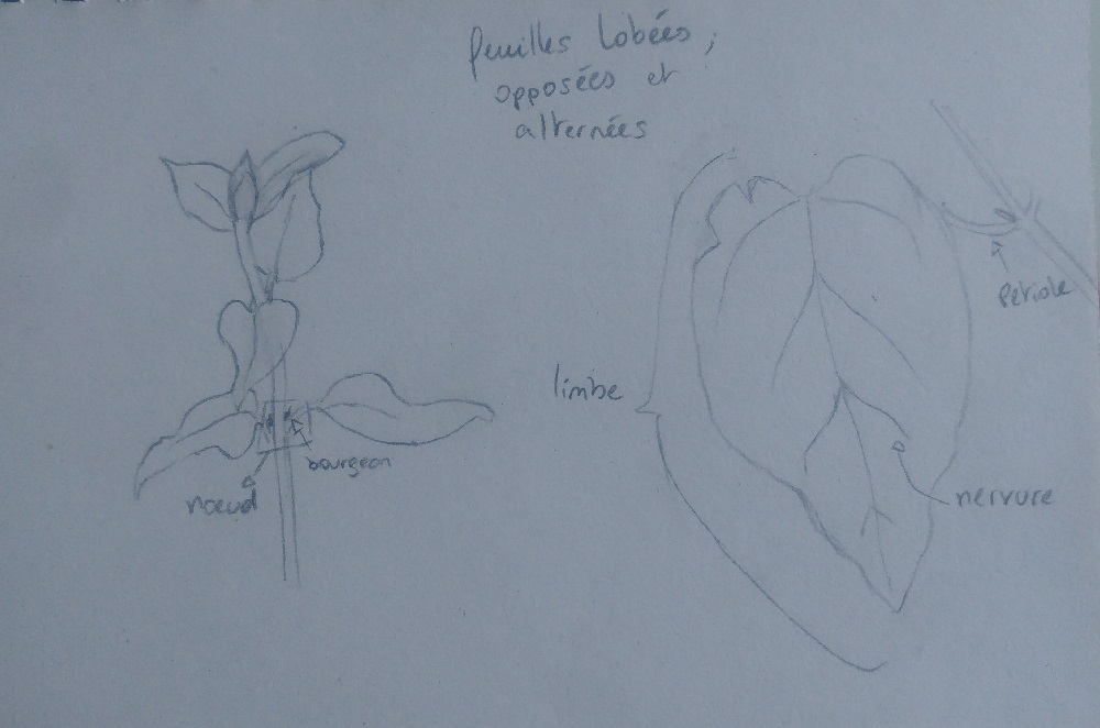 dessin feuille d'une Grande pervanche