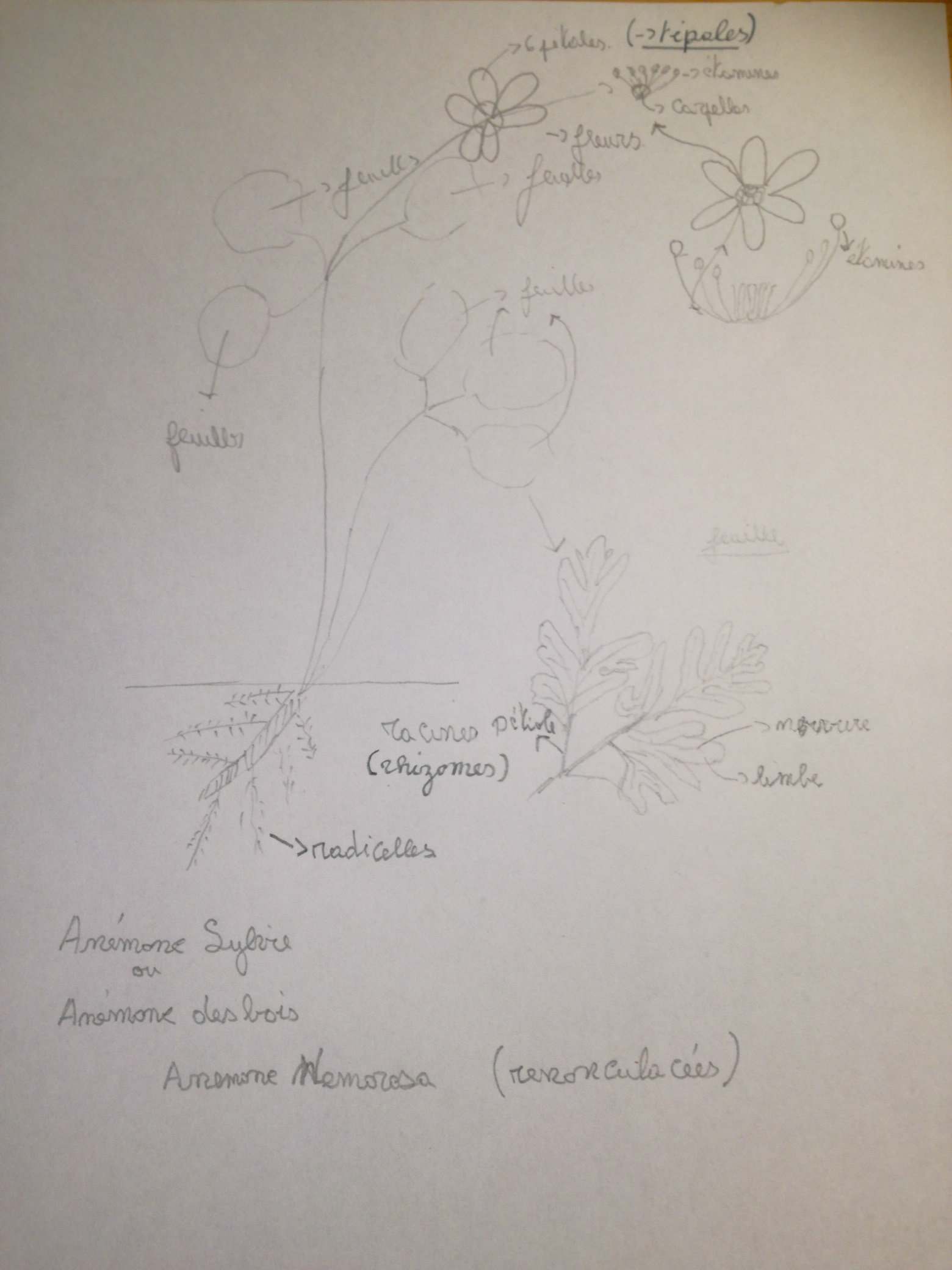 Dessin anémone des bois