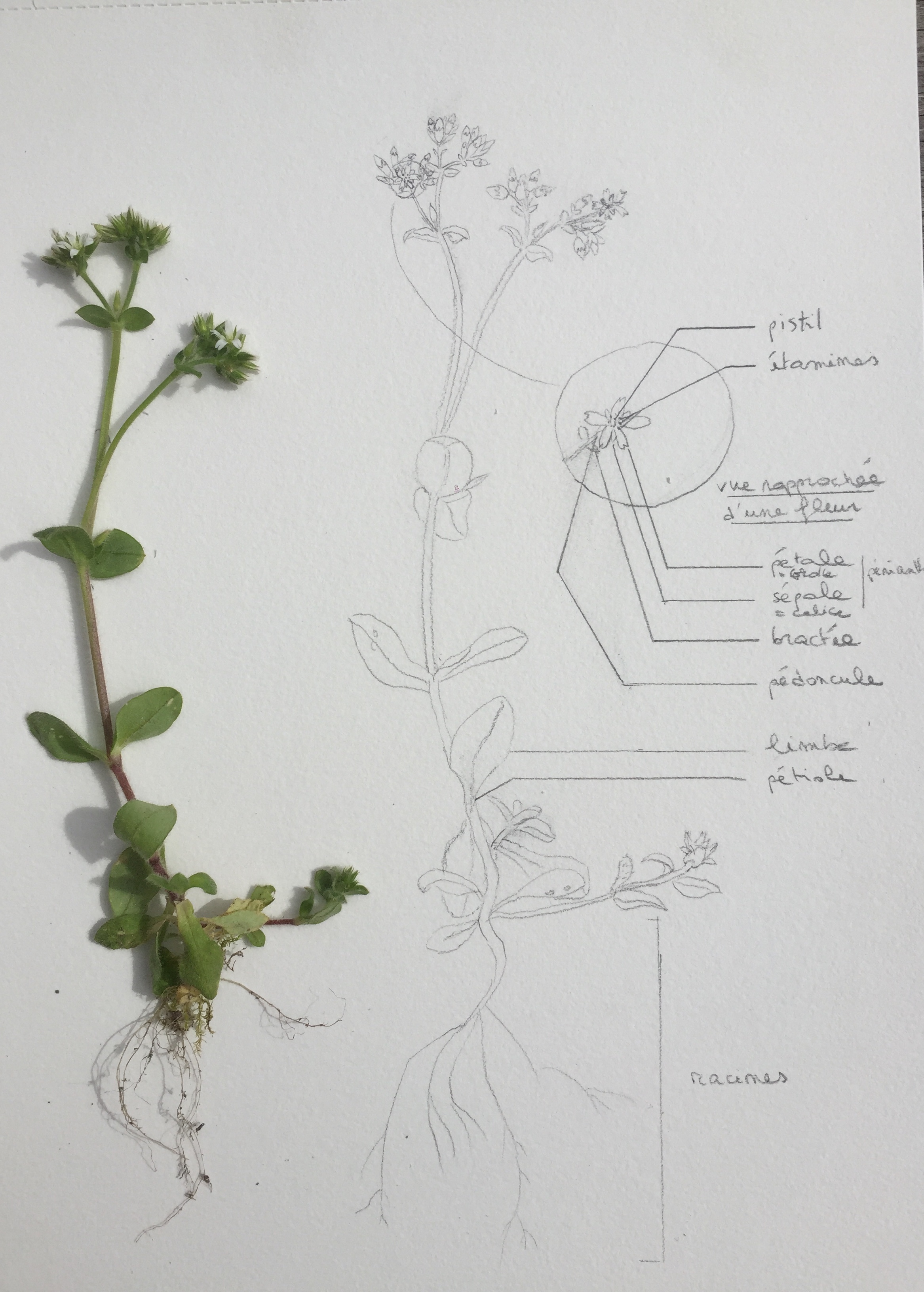 photo et schéma de céraiste à fleurs aggloméré