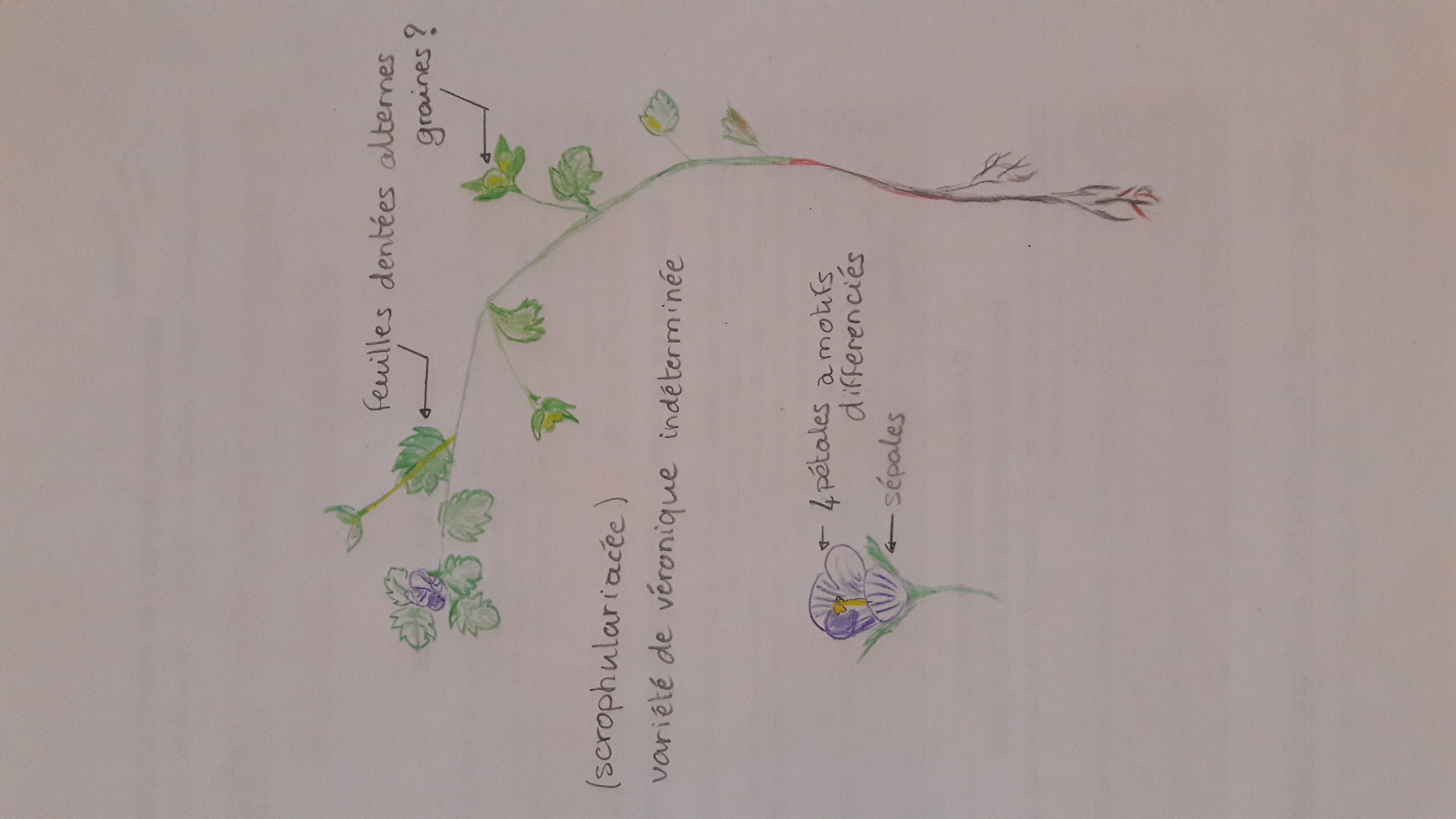 véronique (scrofulariacée)