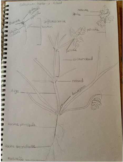 Géranium à Robert croquis