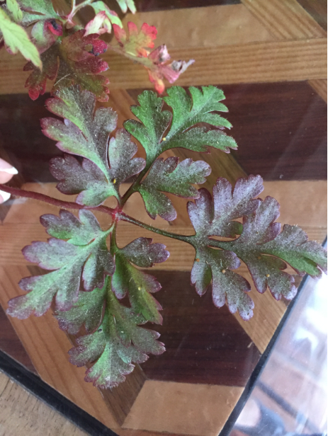 Géranium à Robert feuille