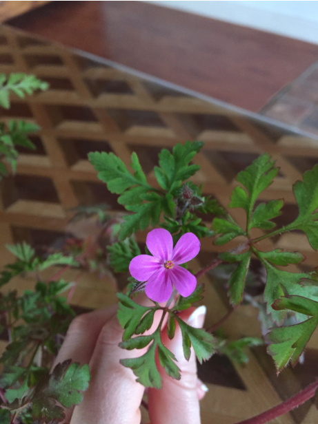 Géranium à Robert fleur