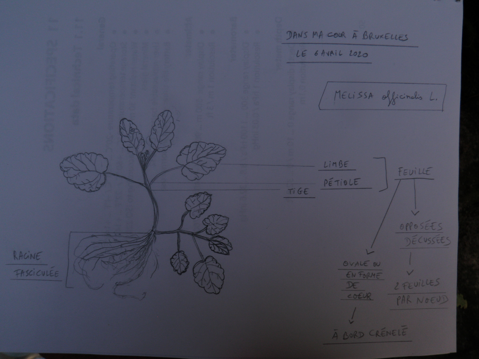 Melissa officinalis L.
