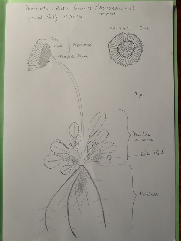 dessin paquerette (Bellis perennis)