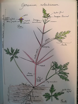 dessin d'un géranium robertarium