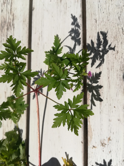 tige et fleur de géranium