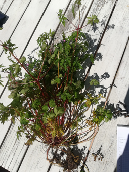 geranium_vu d'ensemble