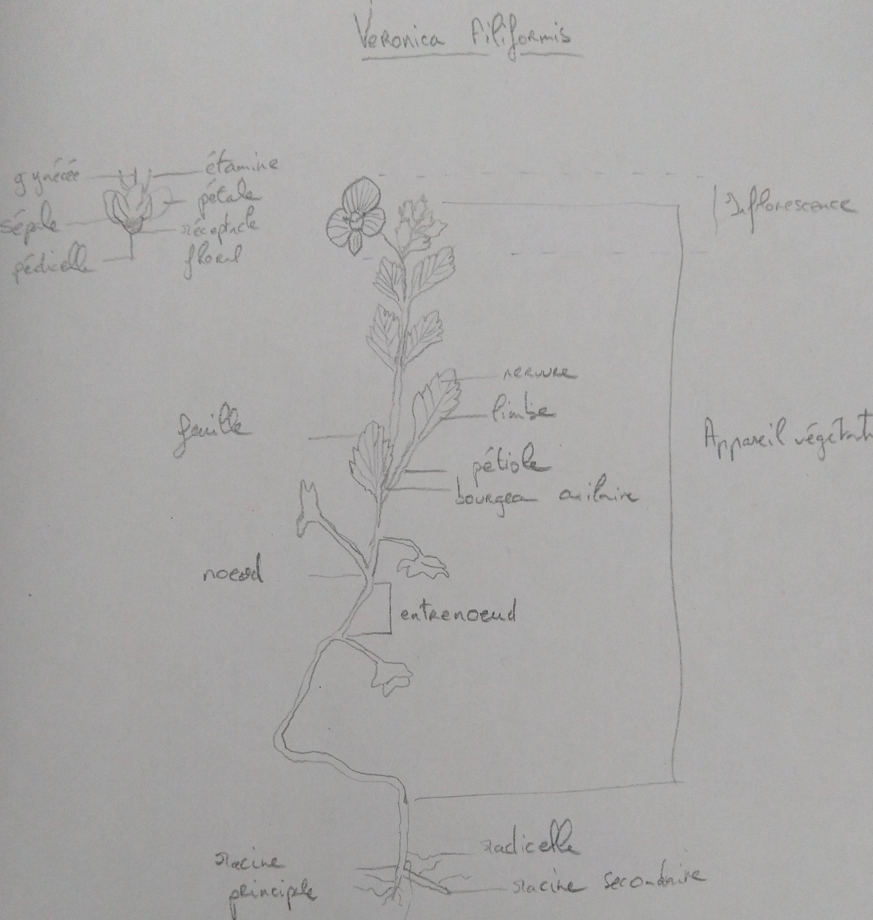 Veronica Filiformis dessin