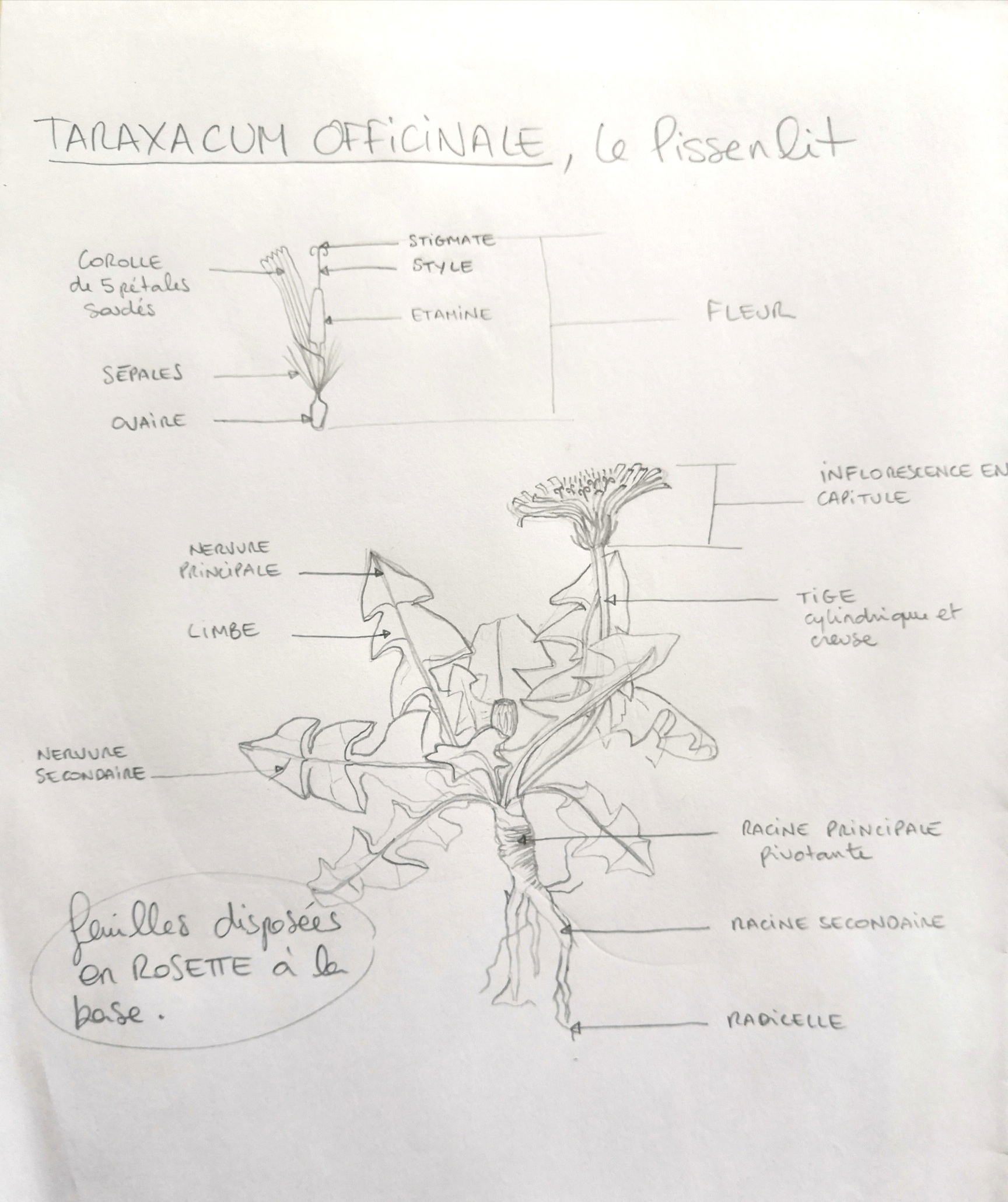 Dessin de Taraxacum officinale