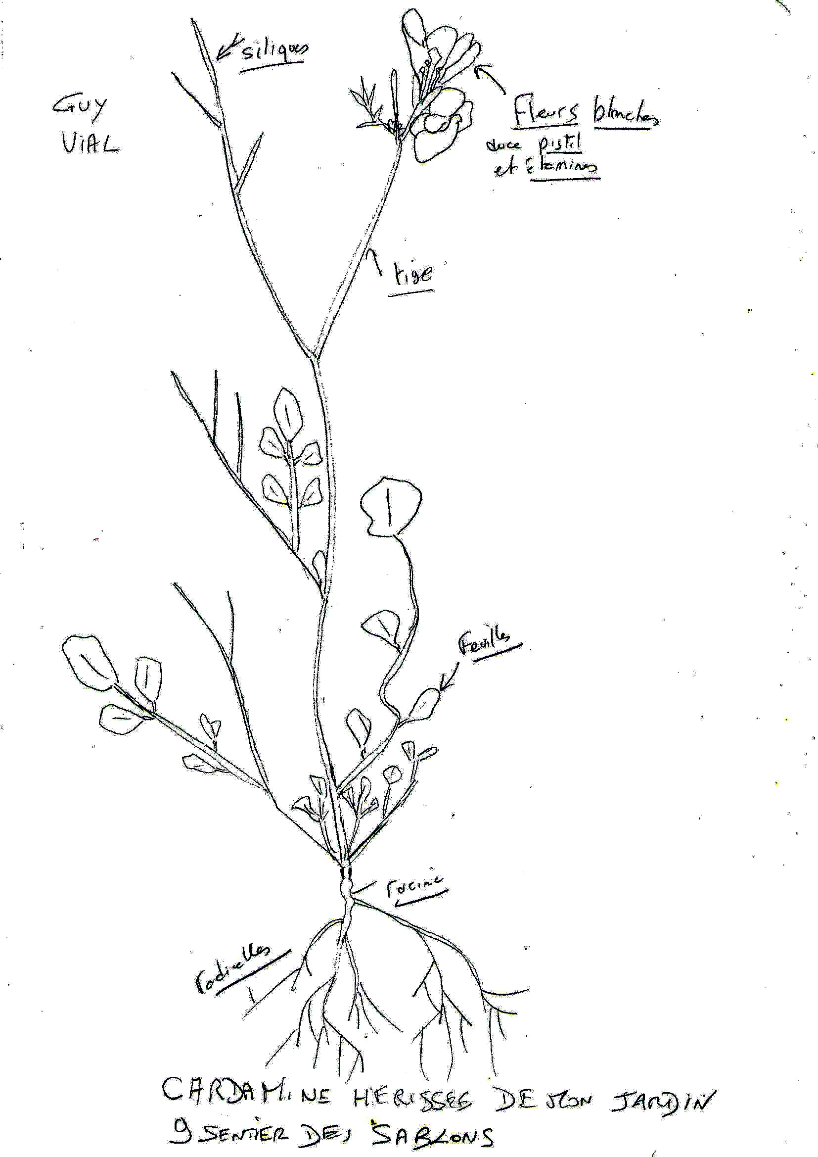 Cardamine hérissée de mon jardin à Cachan
