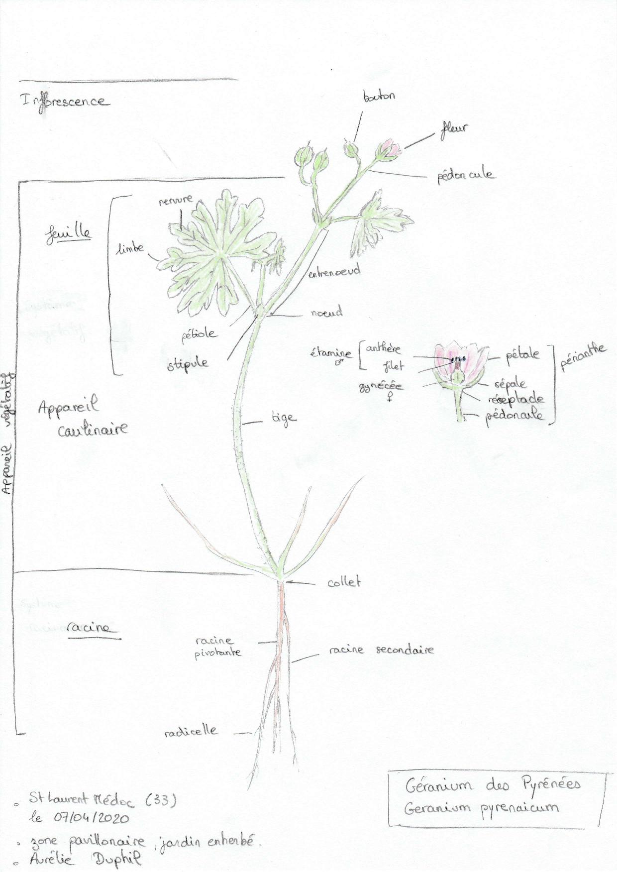 dessin d'un géranium des pyrénées