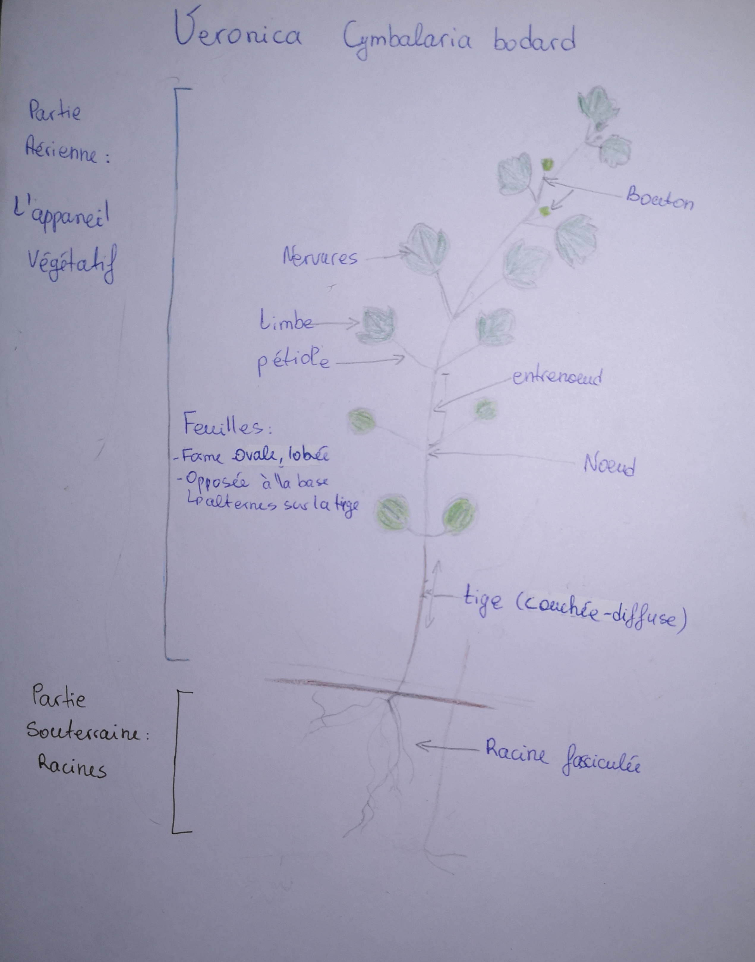 Dessin de plante herbacée Veronica Cymbalaria Bodard