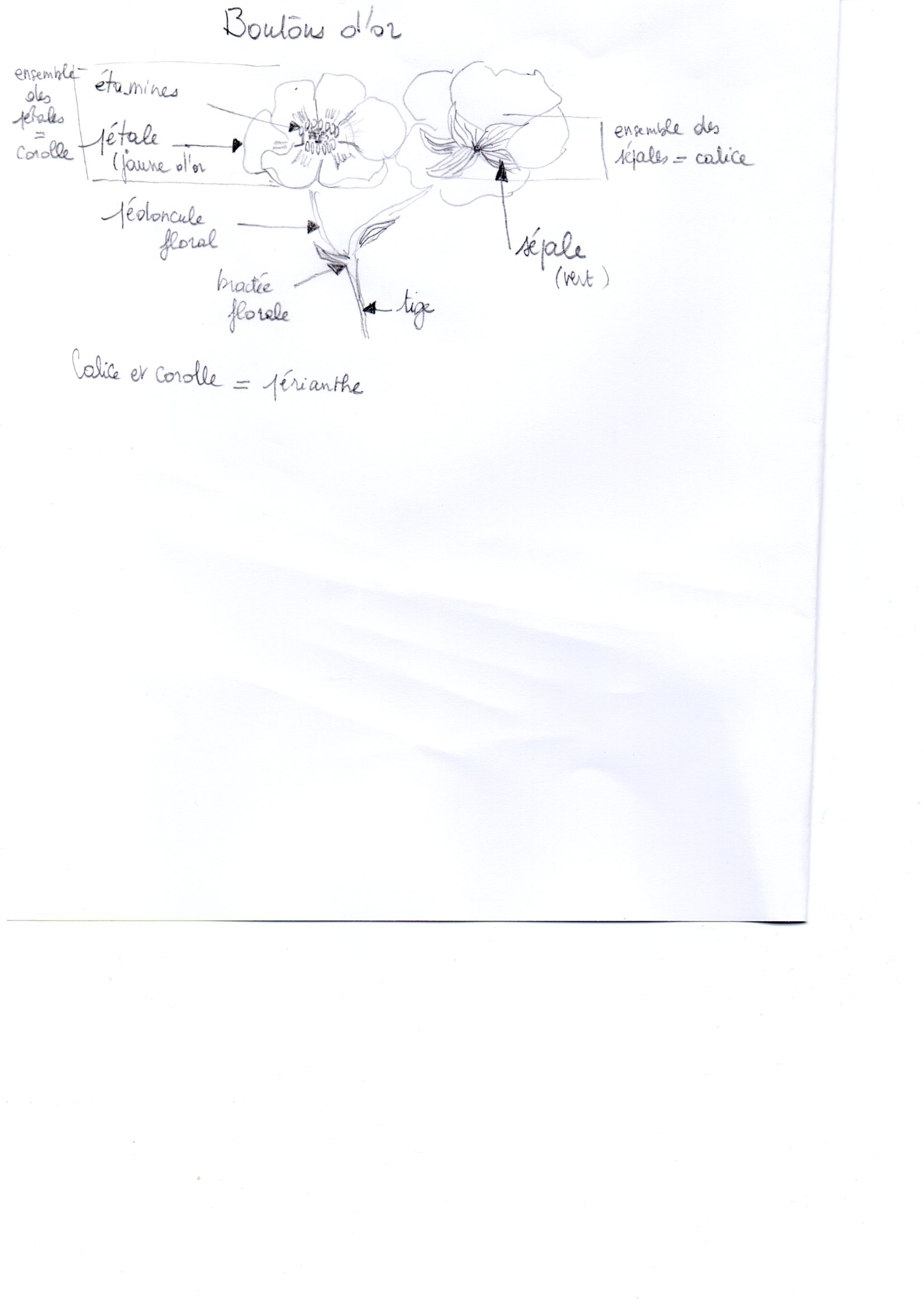 schéma d'un bouton d'or