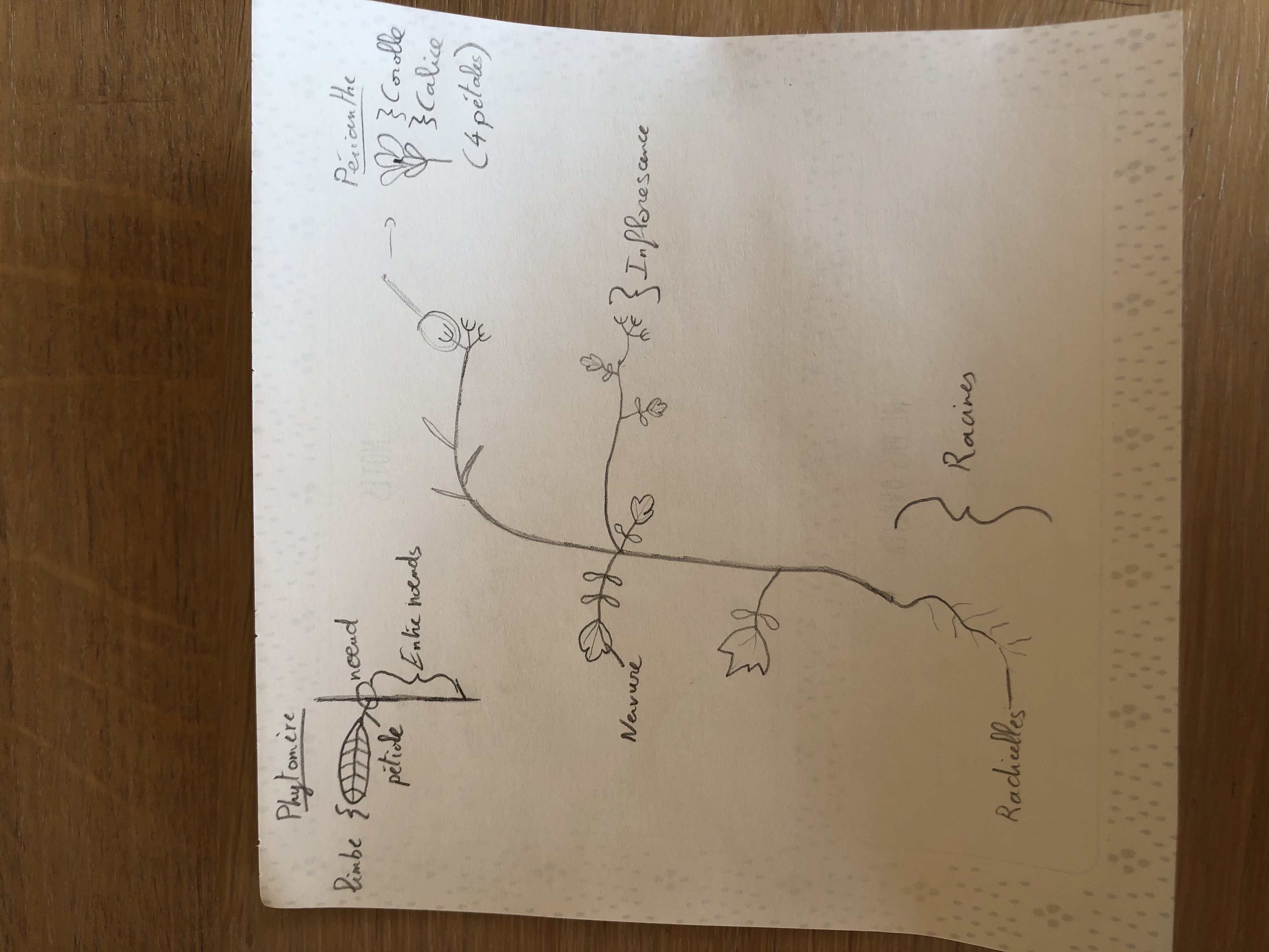 Schema cardamine impatiente