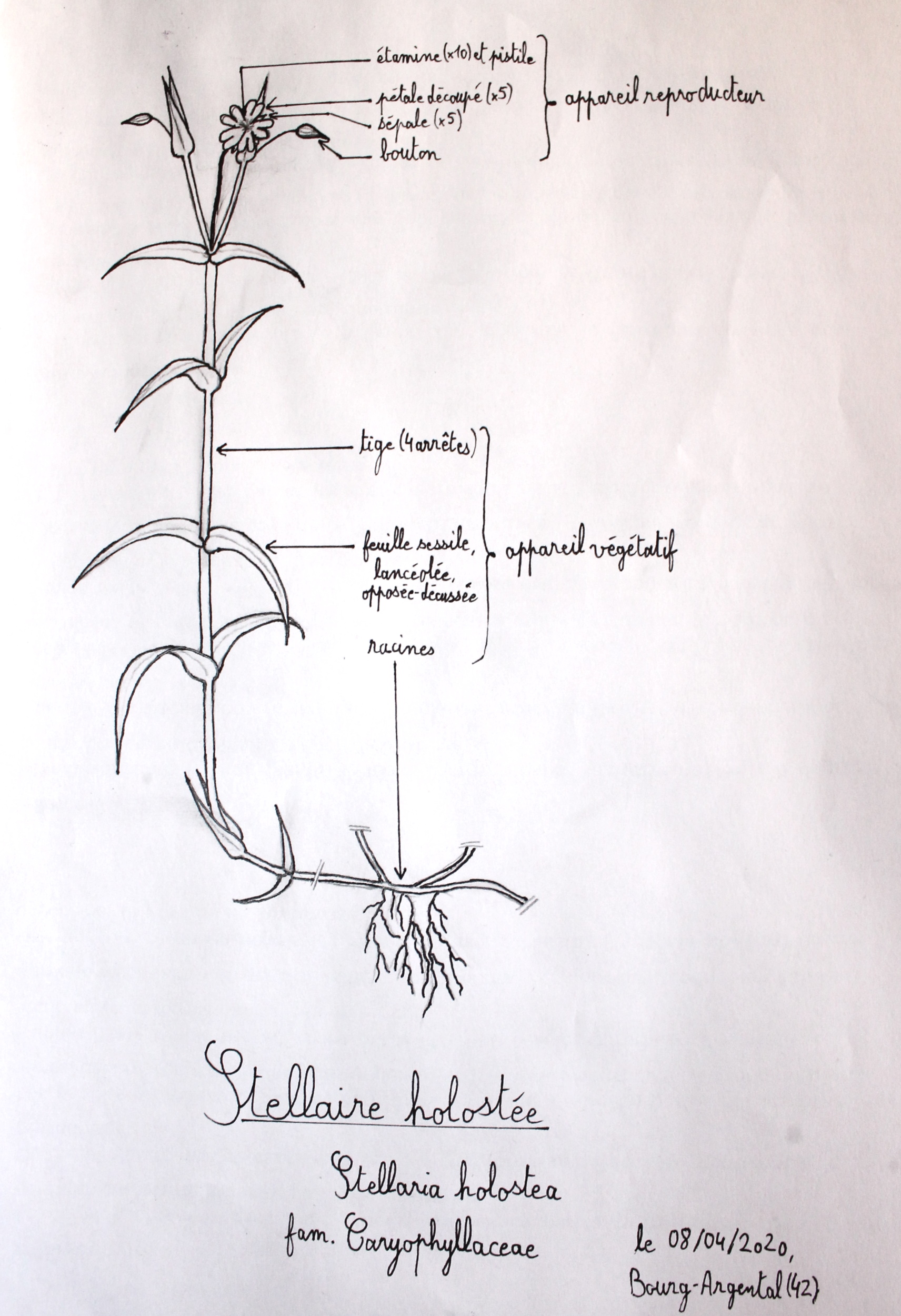 Dessin de stellaire holostée, annoté