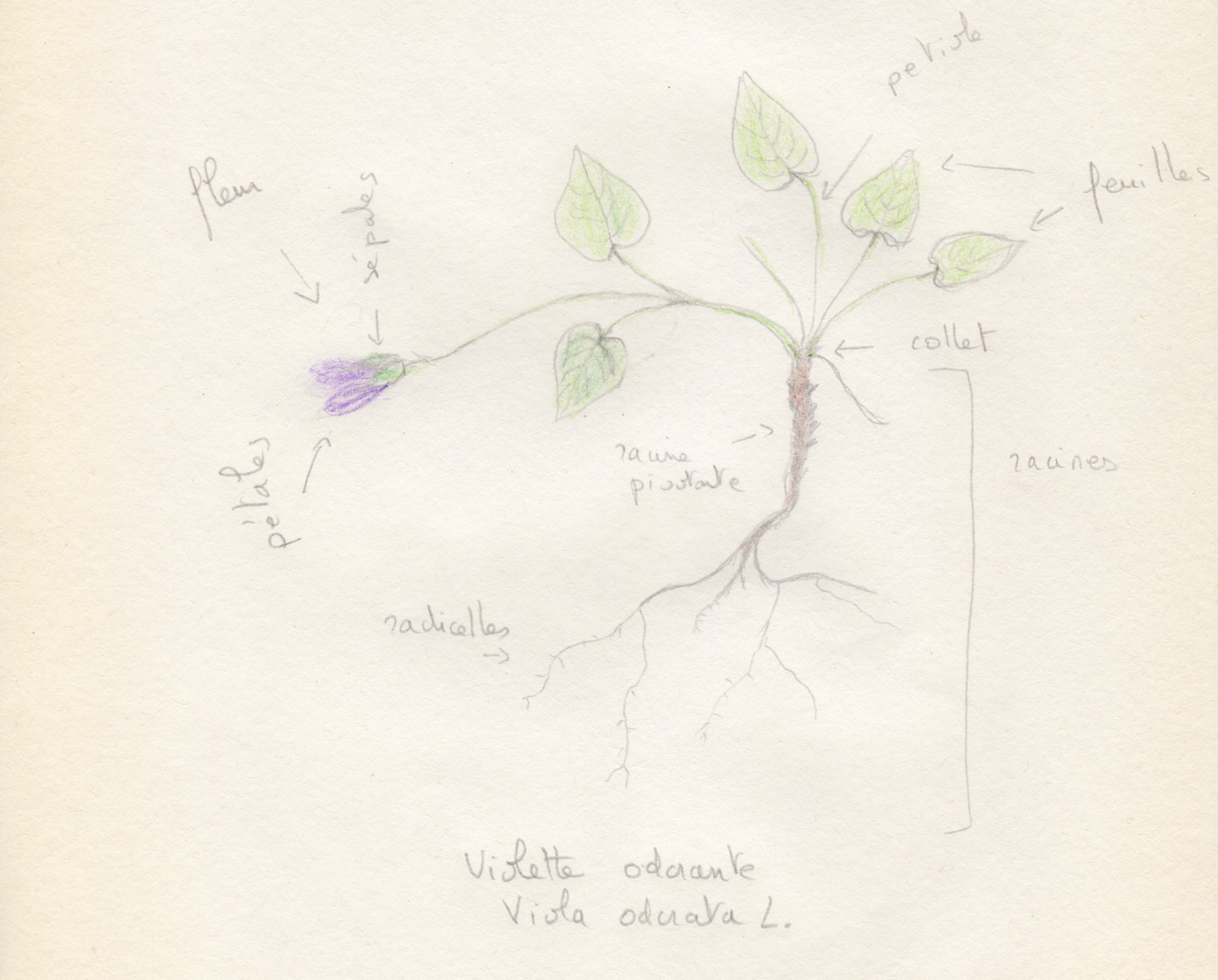 Dessin d'une violette