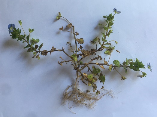 fleur prise en photo le 9 avril