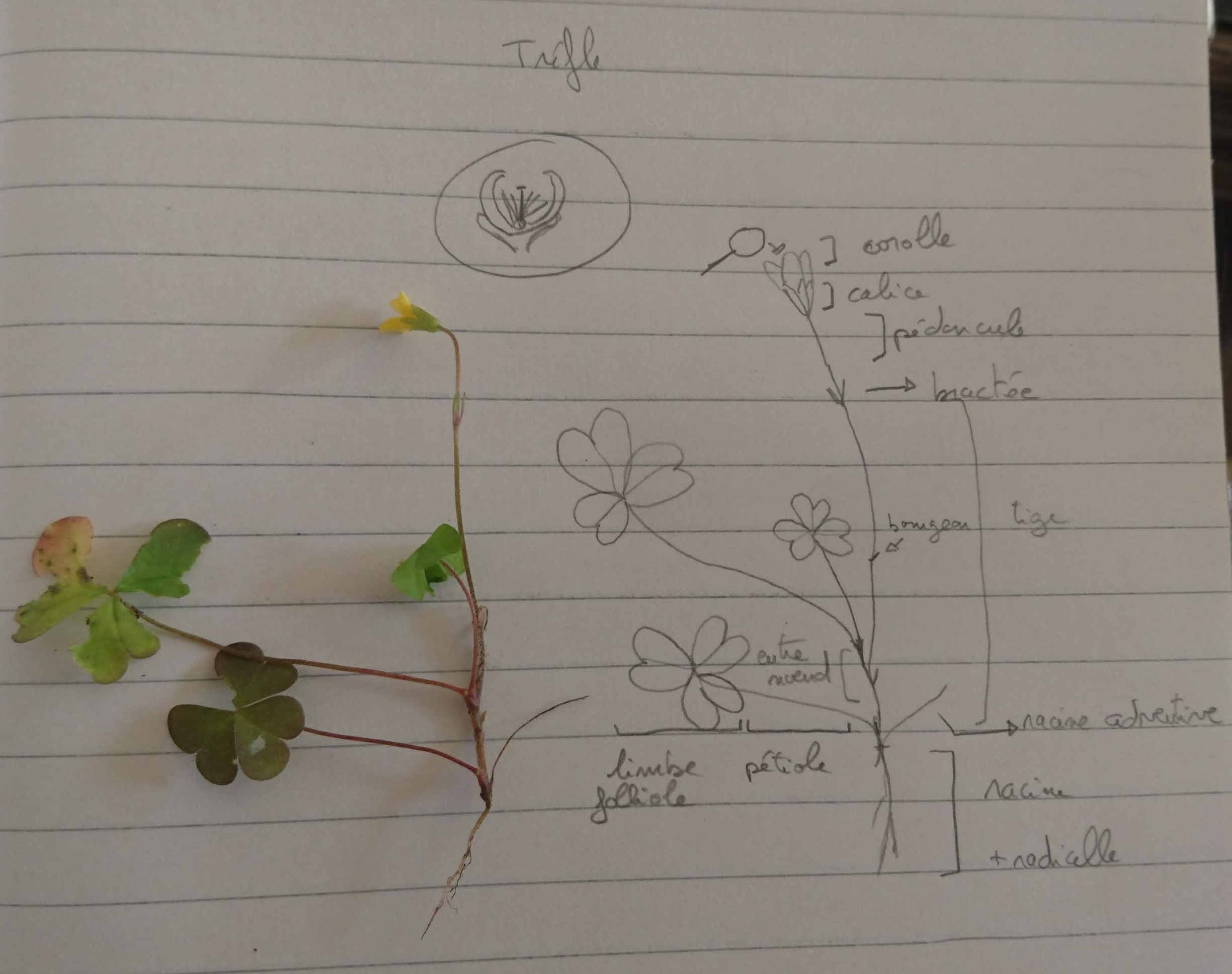 trèfle