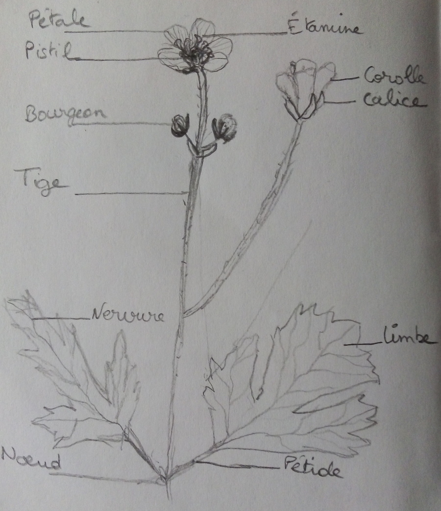 Dessin d'une renoncule