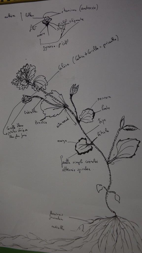 une petite plante rampante fine avec une fleur bleue délicate