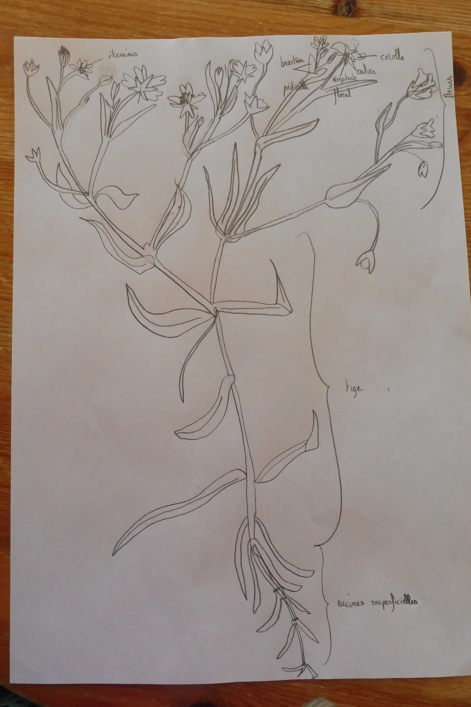dessin d'une plante à fleurs