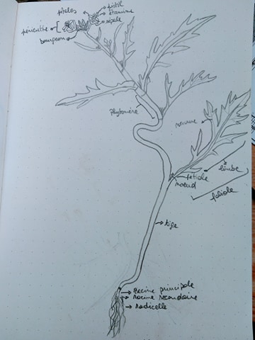 dessin salade asiatique